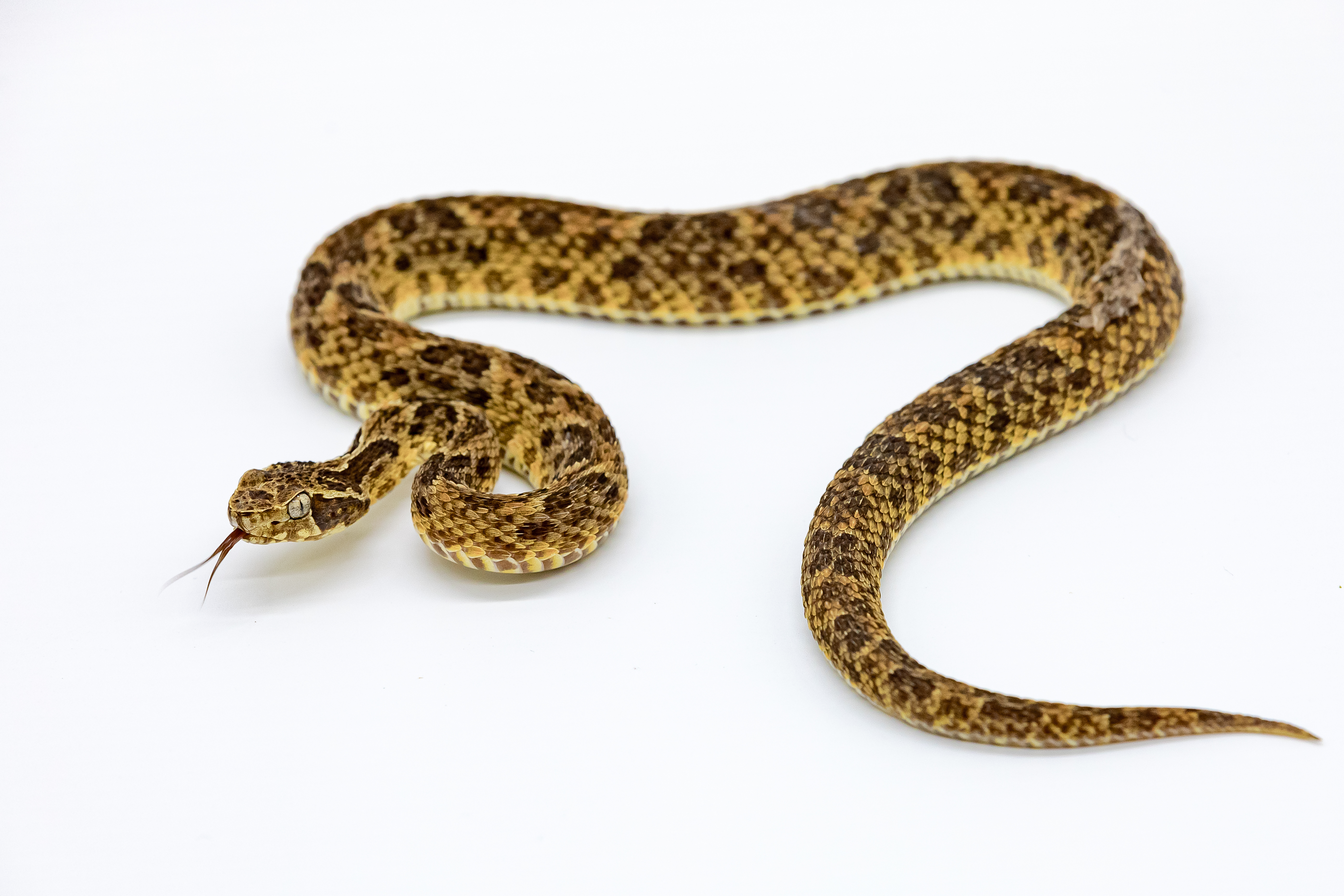 Jararaca da Amazonia